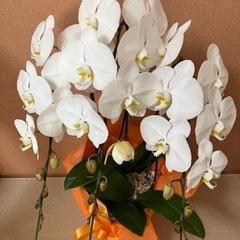 胡蝶蘭（3万円相当）