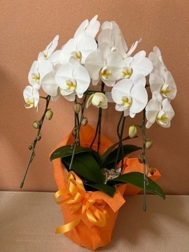 胡蝶蘭（3万円相当）