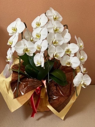 胡蝶蘭（3.5万円相当）