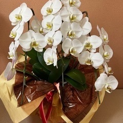 胡蝶蘭（3.5万円相当）