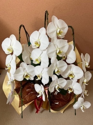 胡蝶蘭（3.5万円相当）