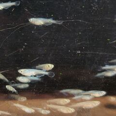 めだかの稚魚の画像
