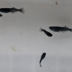 めだかの稚魚の画像