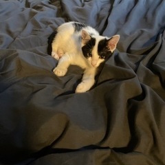 ハチワレ子猫♀メス　候補者がいる為一時募集中断