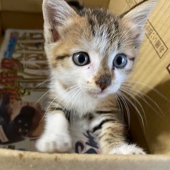 子猫生後2ヶ月半★キジ白女の子やんちゃ
