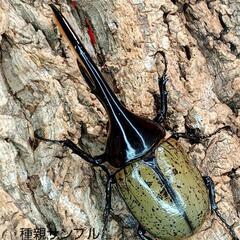 ヘラクレスオオカブト 幼虫 ②の画像