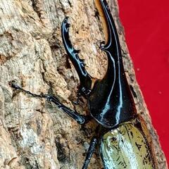 ヘラクレスオオカブト 幼虫 ②の画像