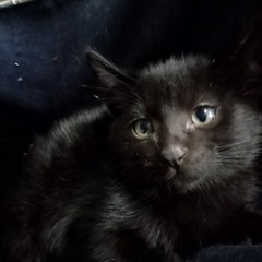 🐈‍⬛キレイな顔立ちの黒猫3匹🐈‍⬛