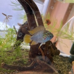 アピストグラマ　ボレリー（レッドマスク ）ブリードの稚魚10匹の画像