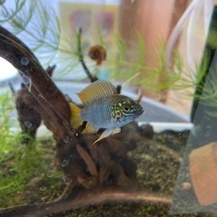アピストグラマ　ボレリー（レッドマスク ）ブリードの稚魚10匹の画像