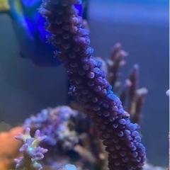[激美] トゲスギミドリイシ　ブルー　サンゴ　水槽　海水