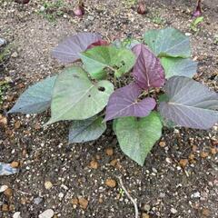 【希少‼️】有機栽培 白安納芋 苗🌱  蔓用