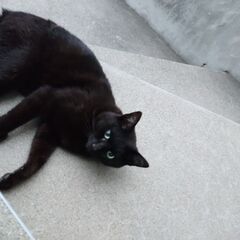 本日 里親さんの家に行きました。黒猫の野良猫です。北海道なので寒さ厳しい冬になる前に里親募集です。 - 里親募集