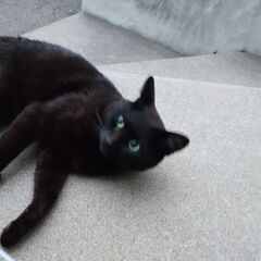 本日 里親さんの家に行きました。黒猫の野良猫です。北海道なので寒さ厳しい冬になる前に里親募集です。の画像