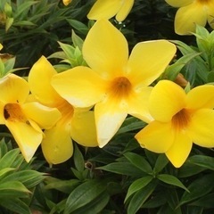 フラダンス教室　🌺生徒募集中🌺