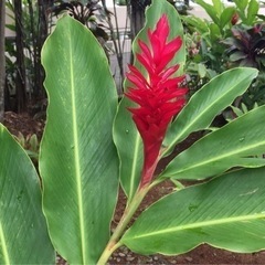 フラダンス教室　🌺生徒募集中🌺の画像