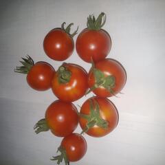 大刀洗で減農薬野菜造って販売してます(^o^)の画像