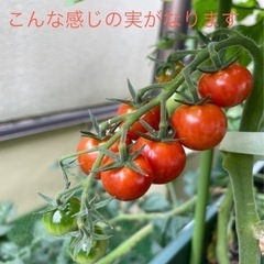 CFぷちぷよの苗　薄皮トマト