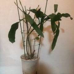 月下美人の鉢植え