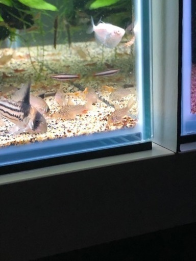 コリドラスガラナ親子セット(熱帯魚水槽)