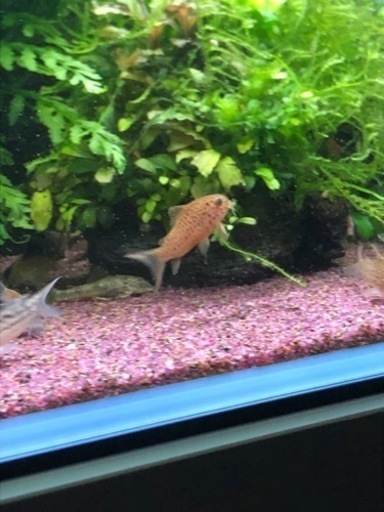 コリドラスガラナ親子セット(熱帯魚水槽)