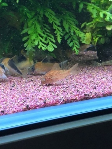 コリドラスガラナ親子セット(熱帯魚水槽)