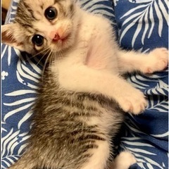 【終の住処決まりました🙇‍♀️】天使みたいな男の子💕　羽衣くん、1ヶ月