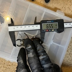値下げしました‼️天然ミヤマクワガタ　オス❗️65.５ミリ‼️ノコギリクワガタのペアもサービスでプレゼント‼️の画像
