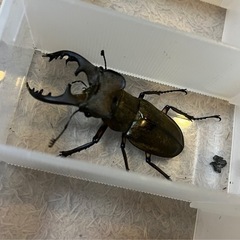 値下げしました‼️天然ミヤマクワガタ　オス❗️65.５ミリ‼️ノコギリクワガタのペアもサービスでプレゼント‼️の画像