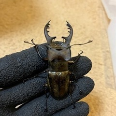 値下げしました‼️天然ミヤマクワガタ　オス❗️65.５ミリ‼️ノコギリクワガタのペアもサービスでプレゼント‼️の画像
