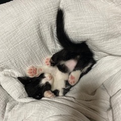 5月8日生まれのぶち猫ちゃん　2匹です