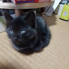 黒ちゃんの里親さん募集