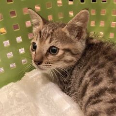 ☆とても美しい三毛猫ママとキジ猫の男の子をもらってください☆