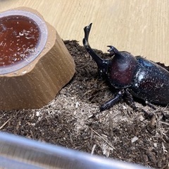 カブトムシ♂
