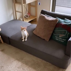 ぴょんぴょんぴこぴこ後追いする人も猫もダイスキな甘えん坊の茶トラちゃん
