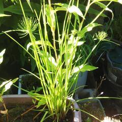 水生植物、ご覧頂きありがとうございました。