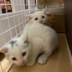 生後1ヶ月半くらいの子猫4匹