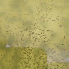 一旦停止★ミジンコ種〜微生物メダカのご馳走〜の画像