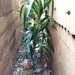 木の植え替え