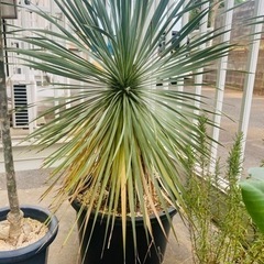 ユッカロストラータの画像