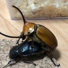 外国産カブトムシの卵6コ！ゴロファ･ポルテリ超特価✩.*˚の画像