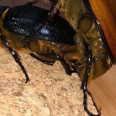 外国産カブトムシの卵6コ！ゴロファ･ポルテリ超特価✩.*˚の画像