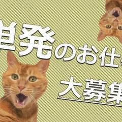 【単発】希望日のみでOK缶製品の目視検査
