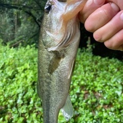 バス釣り