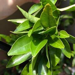 アゲハの幼虫4匹+卵3個
