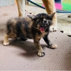 里親さん募集★サビ柄レディ♡元気で可愛い子猫です！