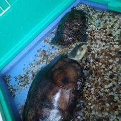🐢里親様がきまりました🐢