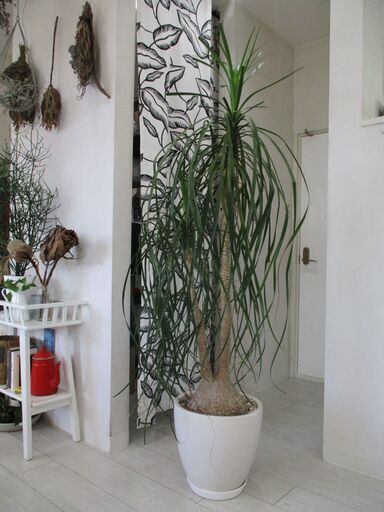大型観葉植物　塊根植物　トックリラン（ノリナ）譲ります