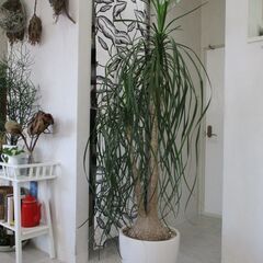 大型観葉植物　塊根植物　トックリラン（ノリナ）譲りますの画像