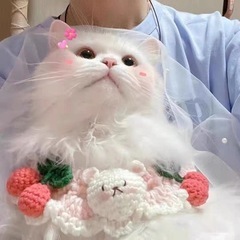 ペット首輪セーフティースナップ 柔らかくて軽い首輪です。 ネコ首輪